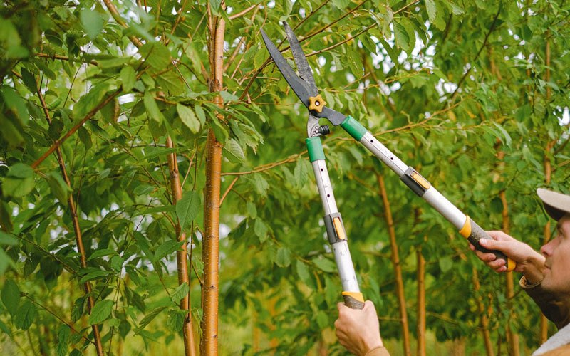 Tree trimming in Walnut, IA