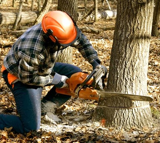 Tree Removal in Walnut, IA
